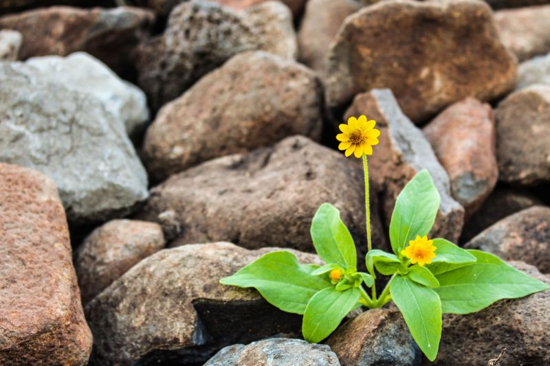Resiliencia y trastorno mental severo: construir fuerza emocional día a día - técnicas y enfoques