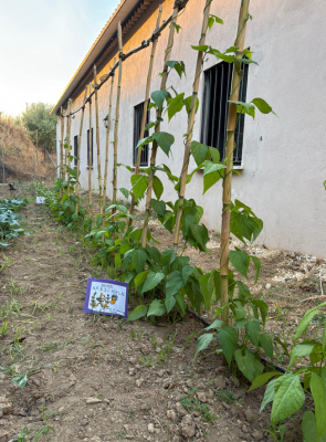 Ita Coín impulsa un huerto terapéutico para promover la salud mental y el bienestar de los y las pacientes