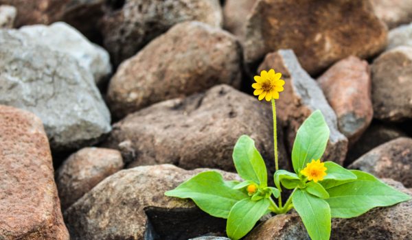 Resiliencia y trastorno mental severo: construir fuerza emocional día a día – técnicas y enfoques