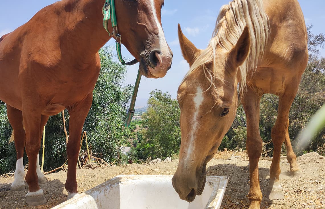 Caballos alimentándose cerca de cámara